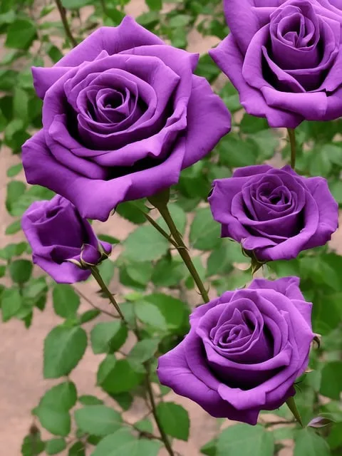 Rosas Rojas y Flores Hermosas | Indus Appstore | Screenshot