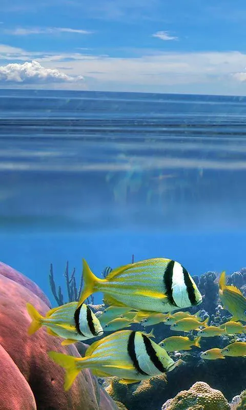 Ocean Fish Live Wallpaper | Indus Appstore | Screenshot