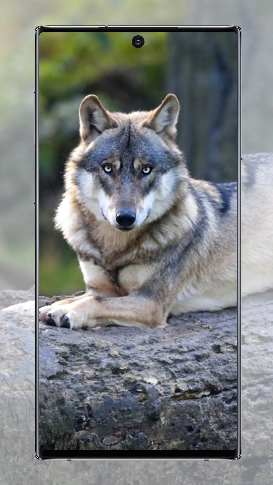 Wolf Wallpaper | Indus Appstore | Screenshot