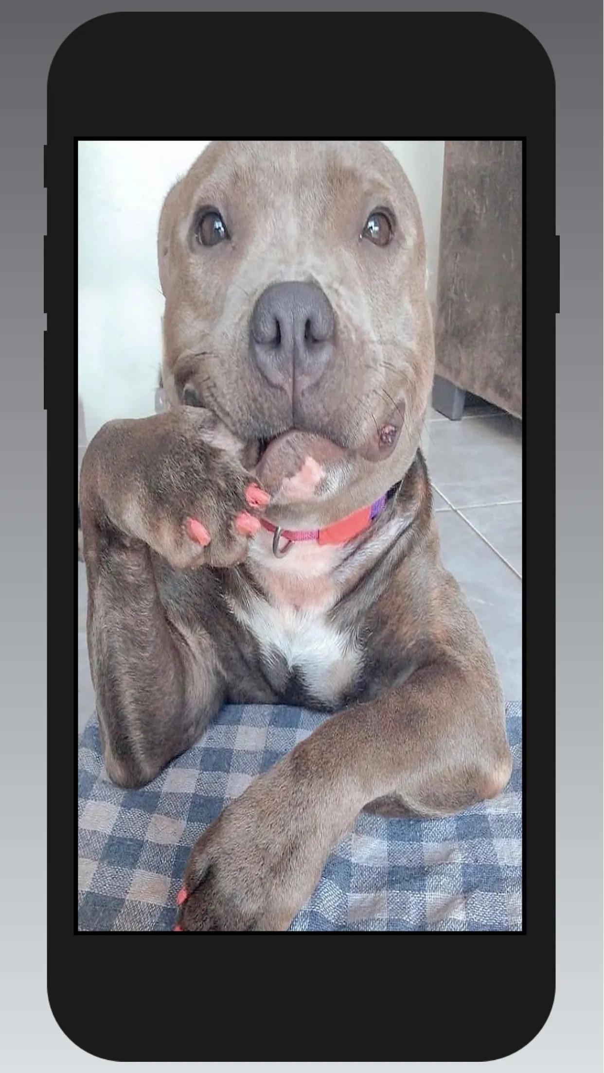 Pitbull Wallpapers | Indus Appstore | Screenshot