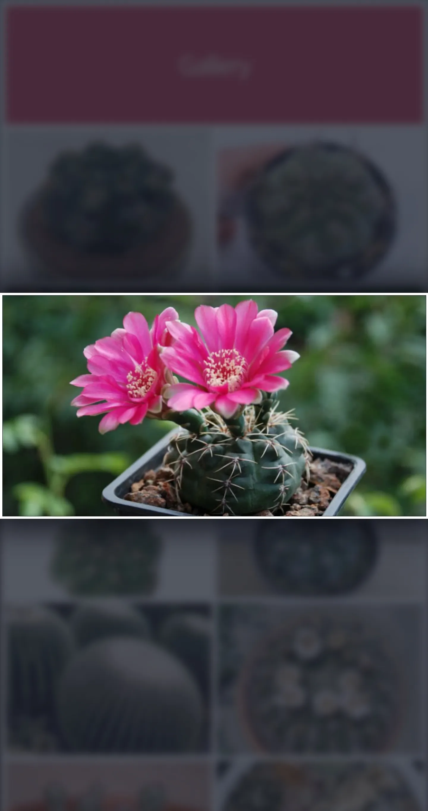 Cactus Guide - Planting Techni | Indus Appstore | Screenshot