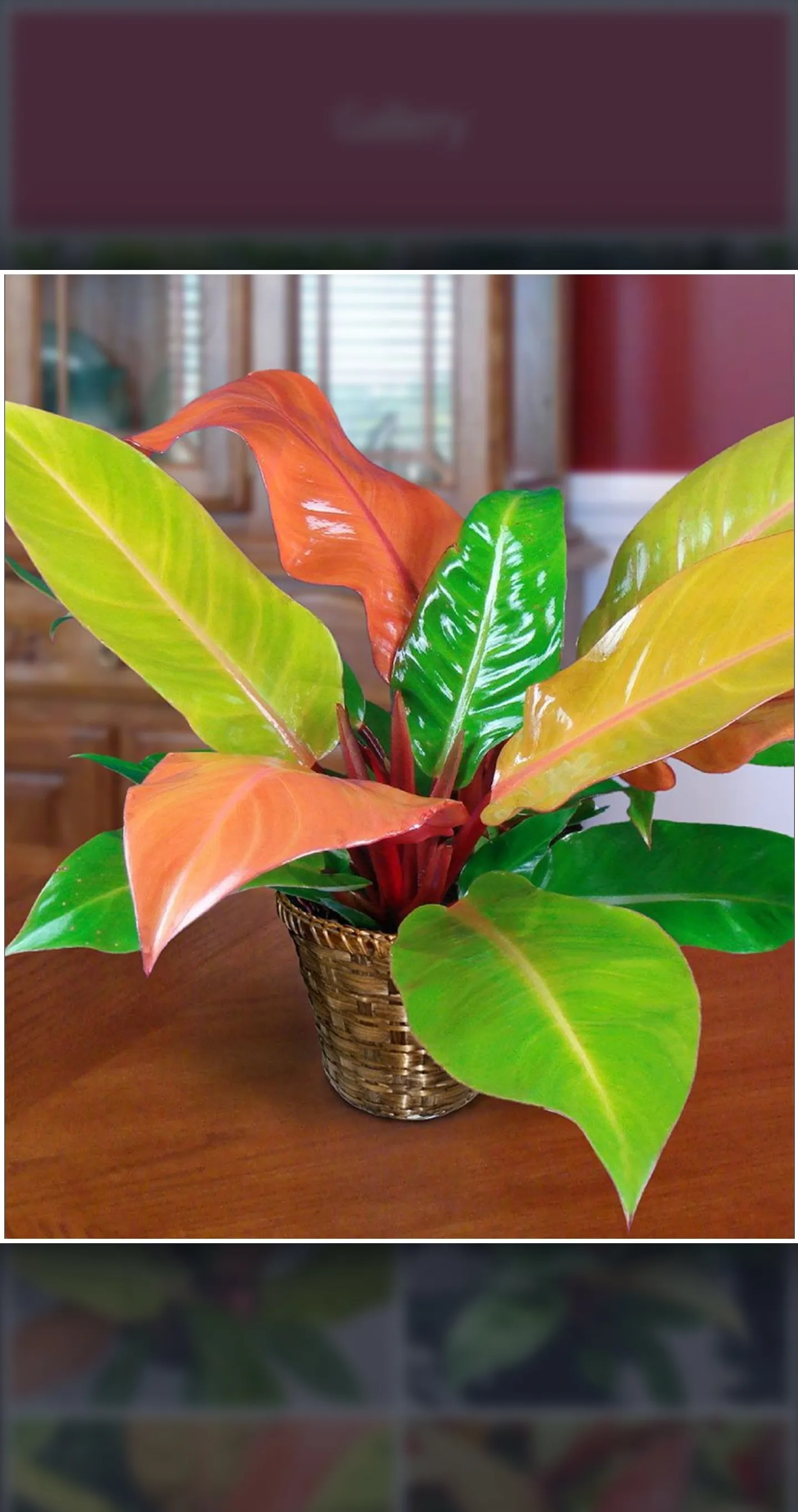 Philodendron Plant Guide | Indus Appstore | Screenshot