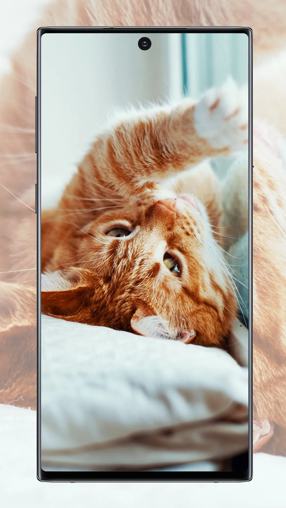 Cute Cat Wallpaper | Indus Appstore | Screenshot