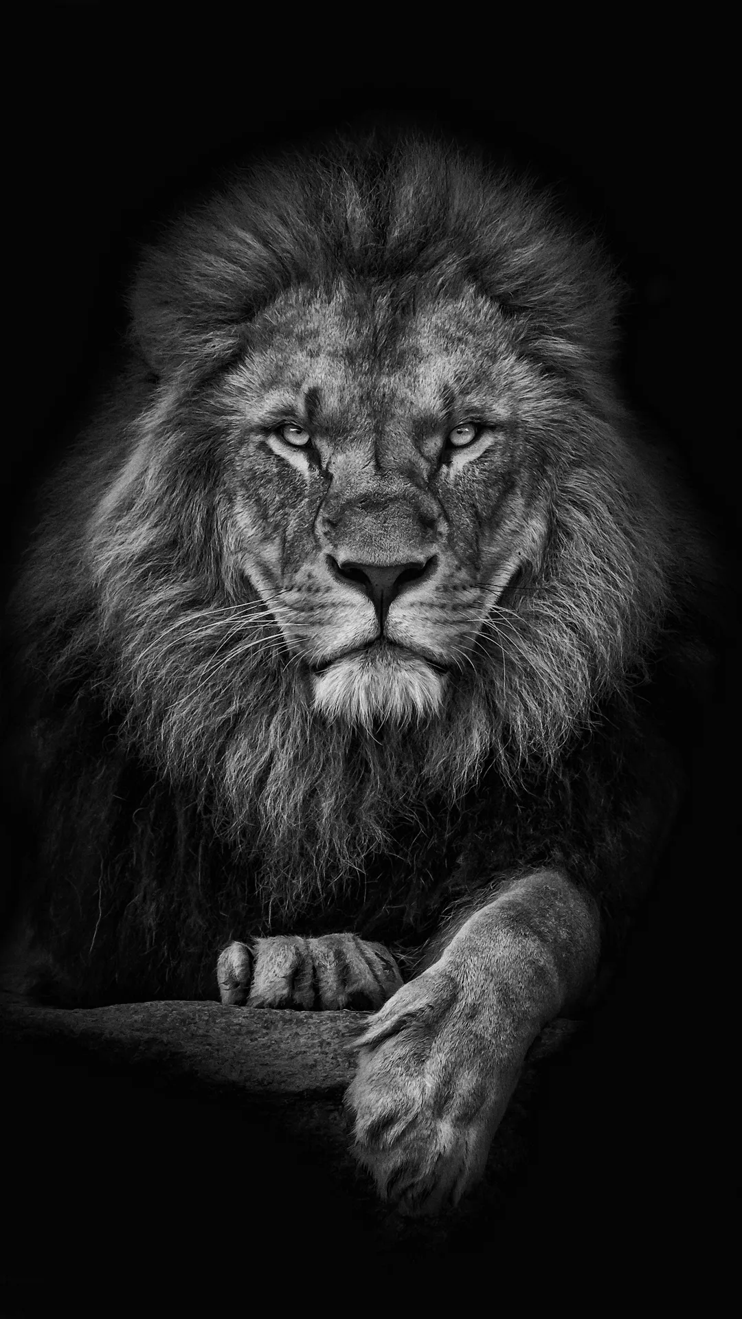 Lion Wallpapers HD | Indus Appstore | Screenshot