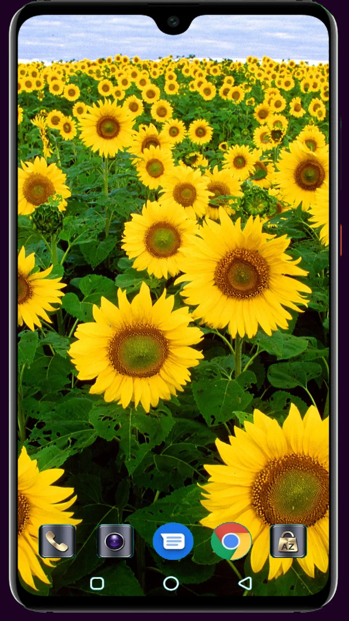 Sunflower Wallpaper | Indus Appstore | Screenshot