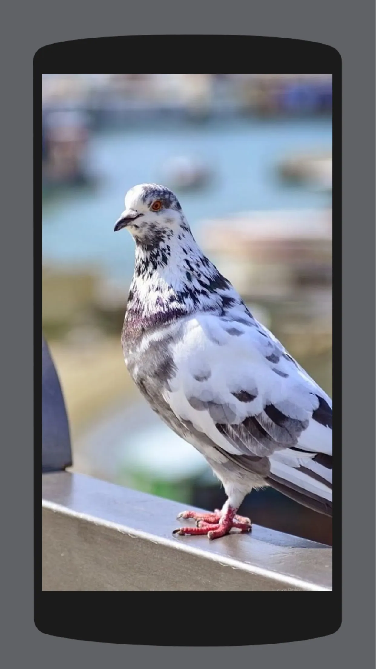 Pigeon Wallpaper HD 4K | Indus Appstore | Screenshot