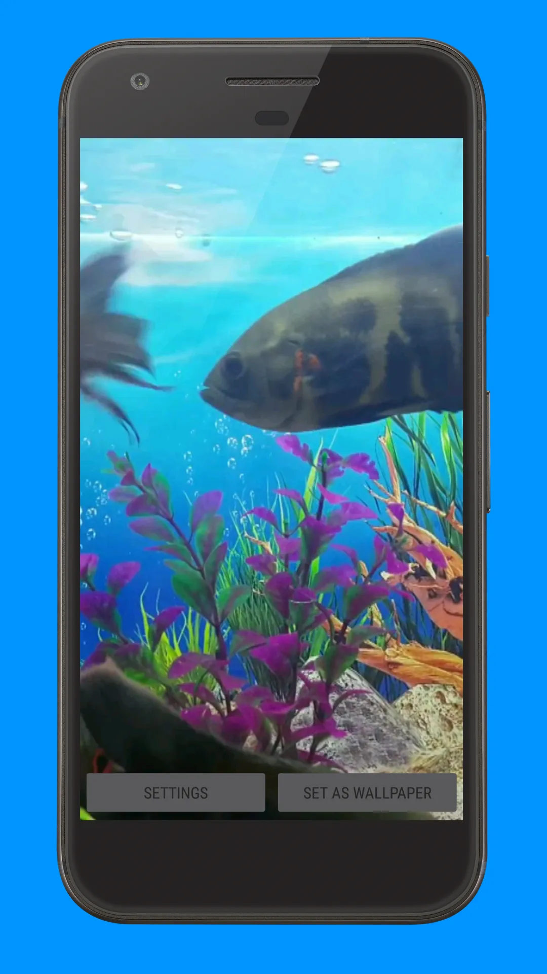 Oscar Fish Aquarium Video 3D | Indus Appstore | Screenshot