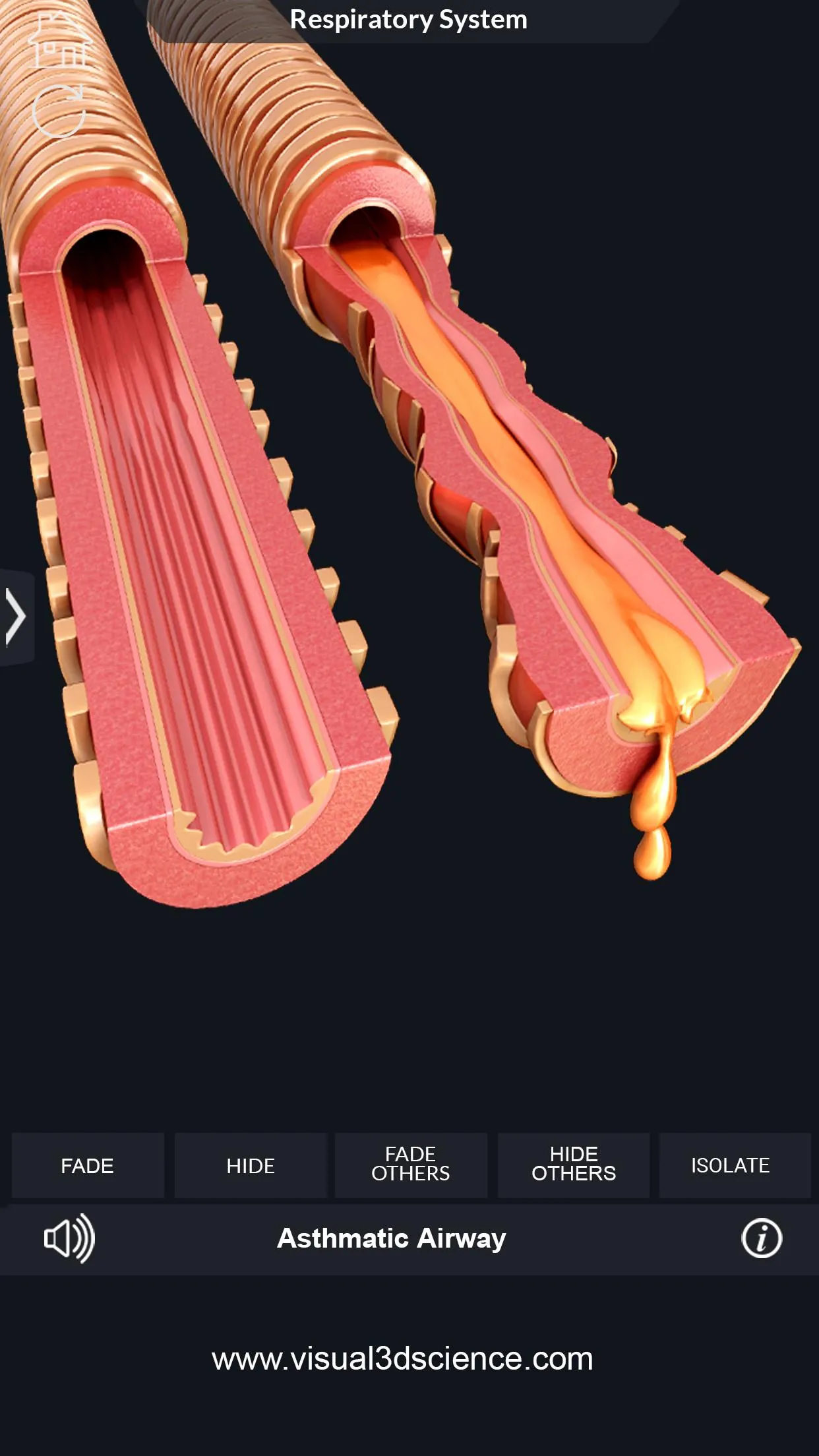 Respiratory System Anatomy | Indus Appstore | Screenshot