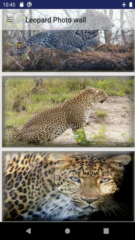 Leopard wallpaper: panther | Indus Appstore | Screenshot