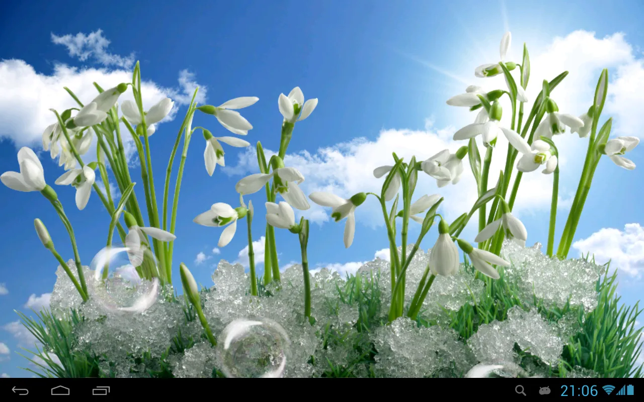 Snowdrops Live Wallpaper HD | Indus Appstore | Screenshot