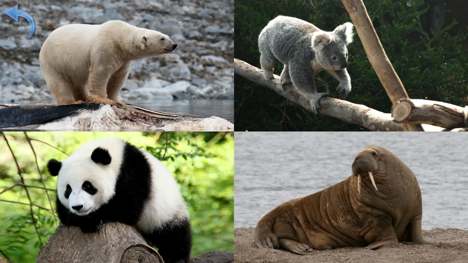 Animals for Kids | Indus Appstore | Screenshot