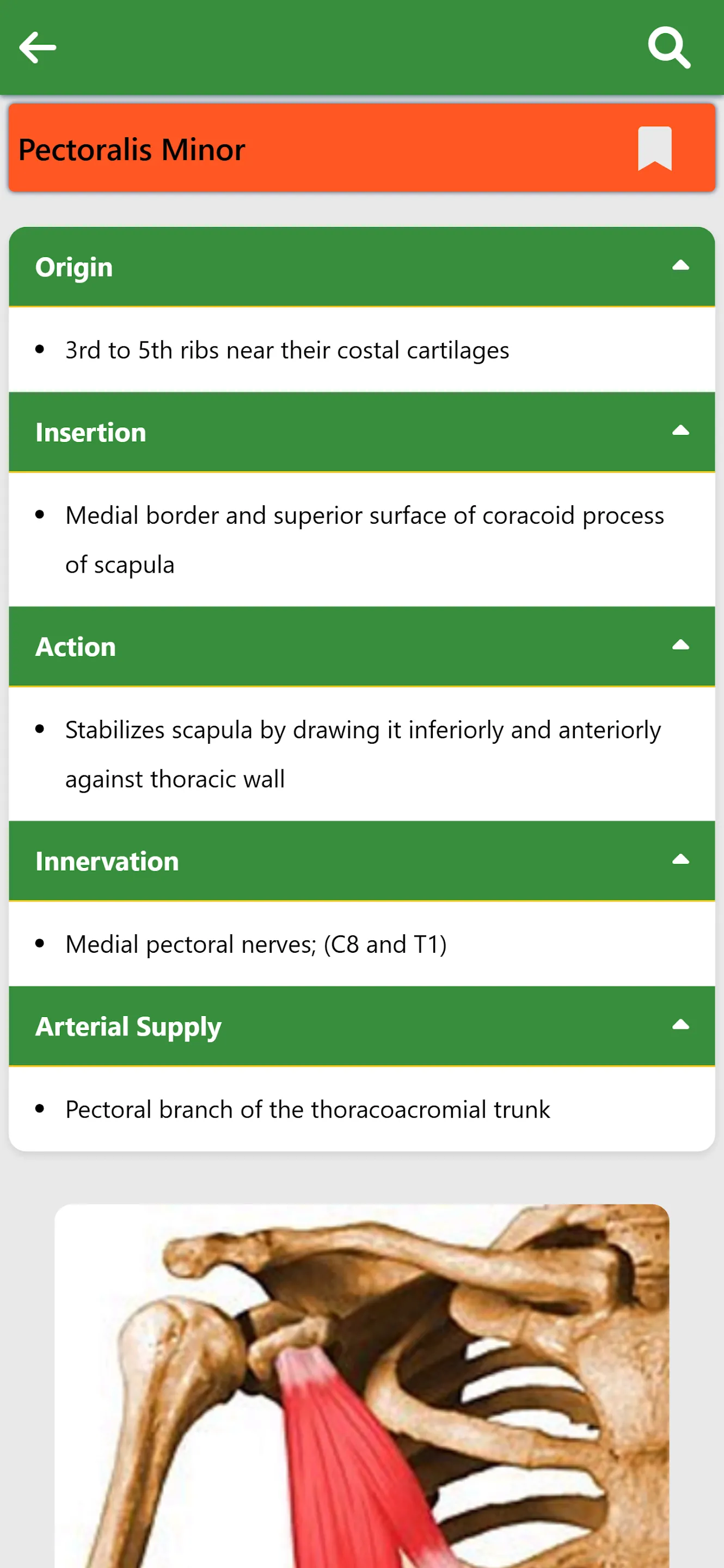 Orthopedic Anatomy | Indus Appstore | Screenshot