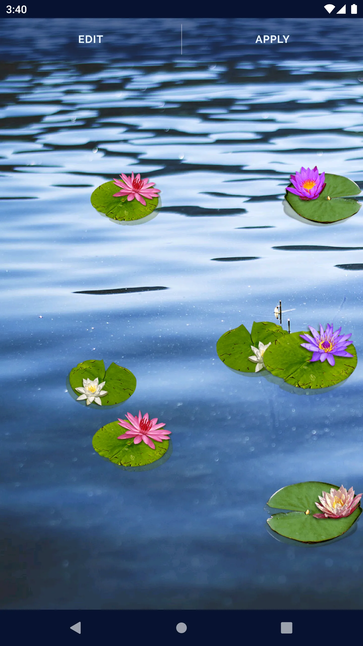 Water Lily Live Wallpaper | Indus Appstore | Screenshot