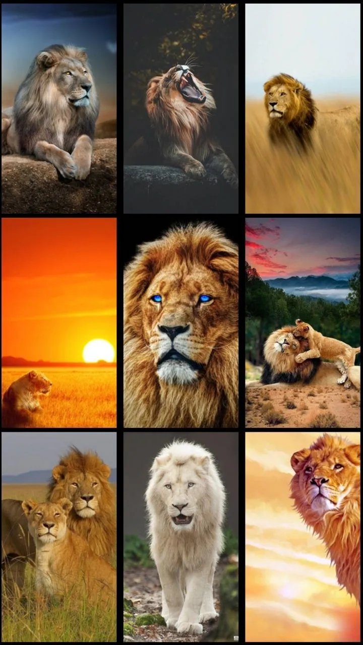 Lion Wallpaper | Indus Appstore | Screenshot