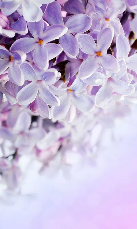 Lilac Flowers Live Wallpaper | Indus Appstore | Screenshot