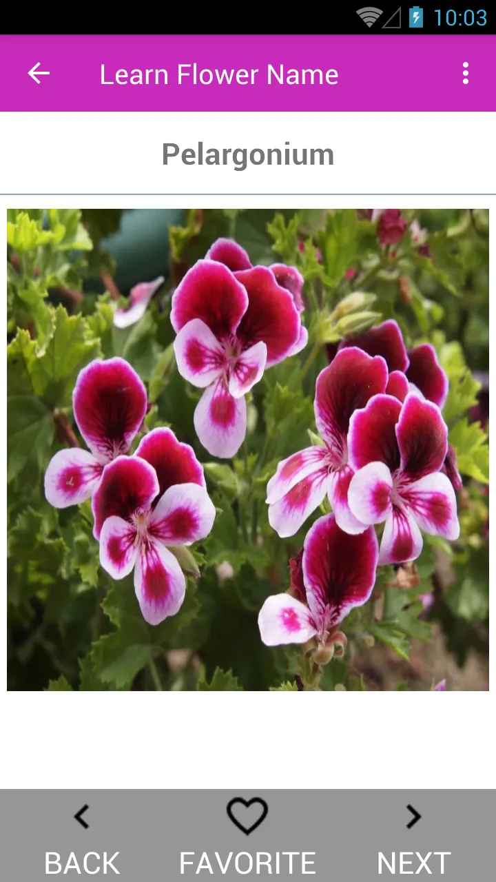 Learn Flower Name | Indus Appstore | Screenshot