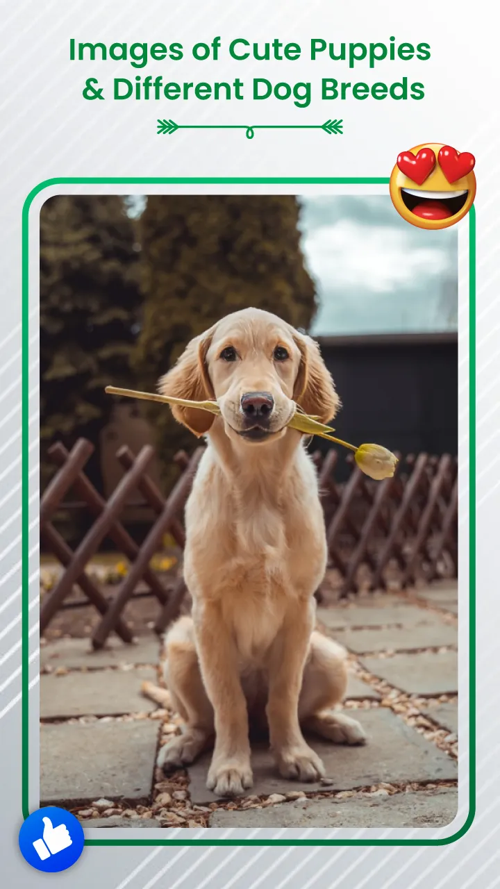 Dog Sound Ringtones Wallpapers | Indus Appstore | Screenshot