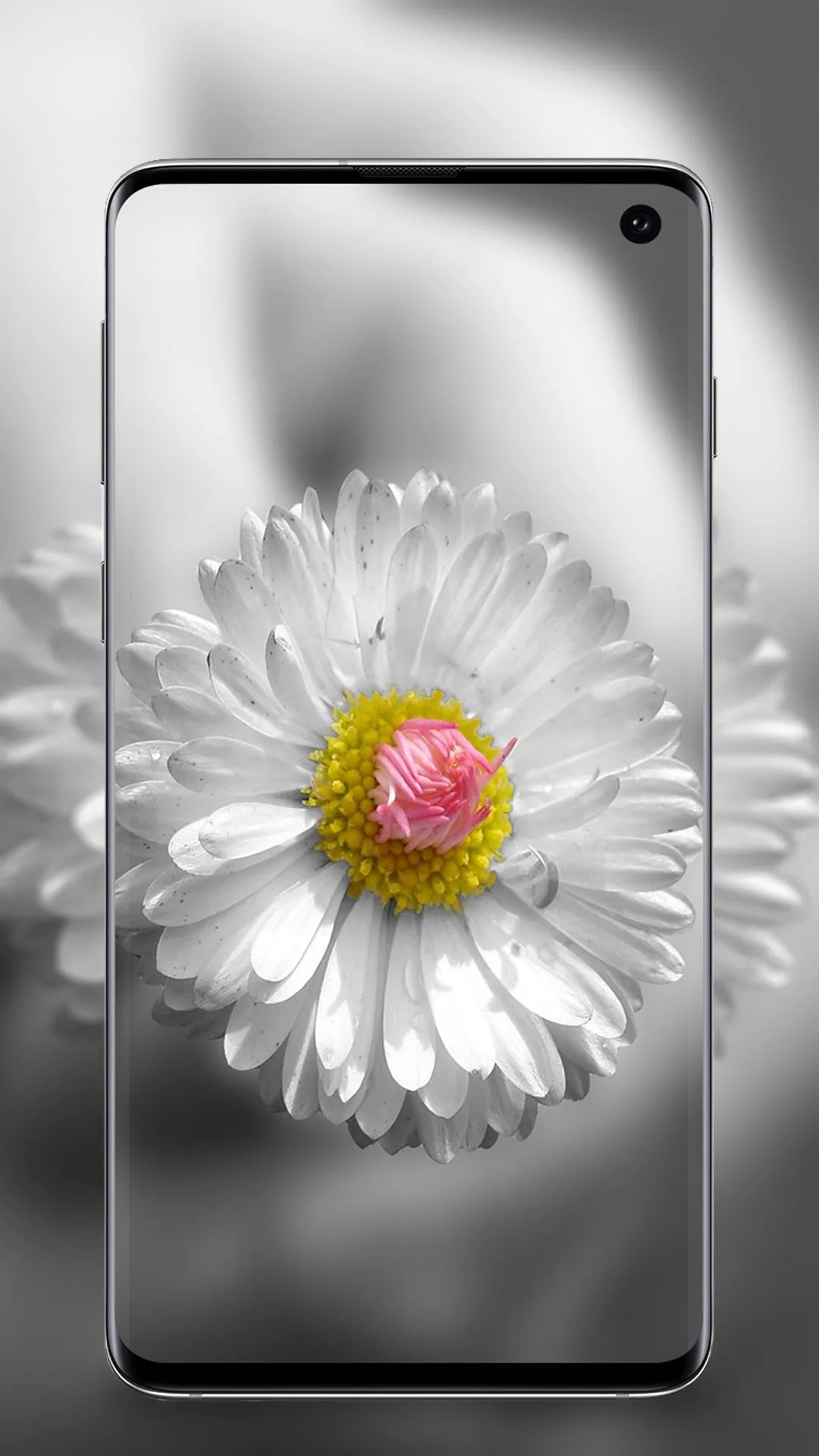 Flower Wallpaper | Indus Appstore | Screenshot