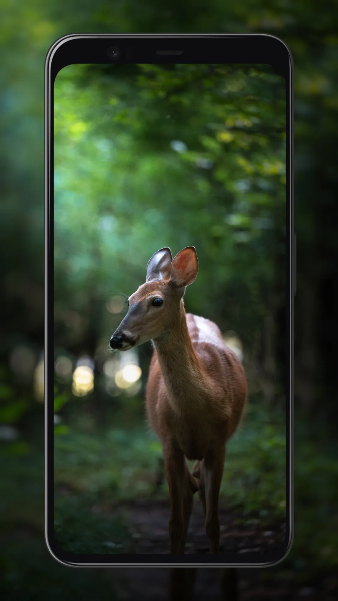 Deer Wallpapers | Indus Appstore | Screenshot