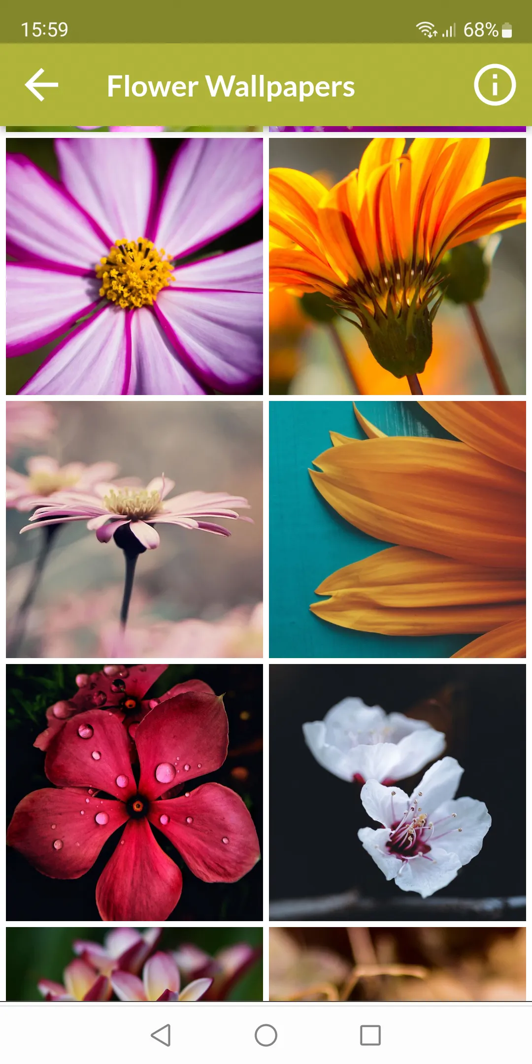 Flower Wallpapers | Indus Appstore | Screenshot