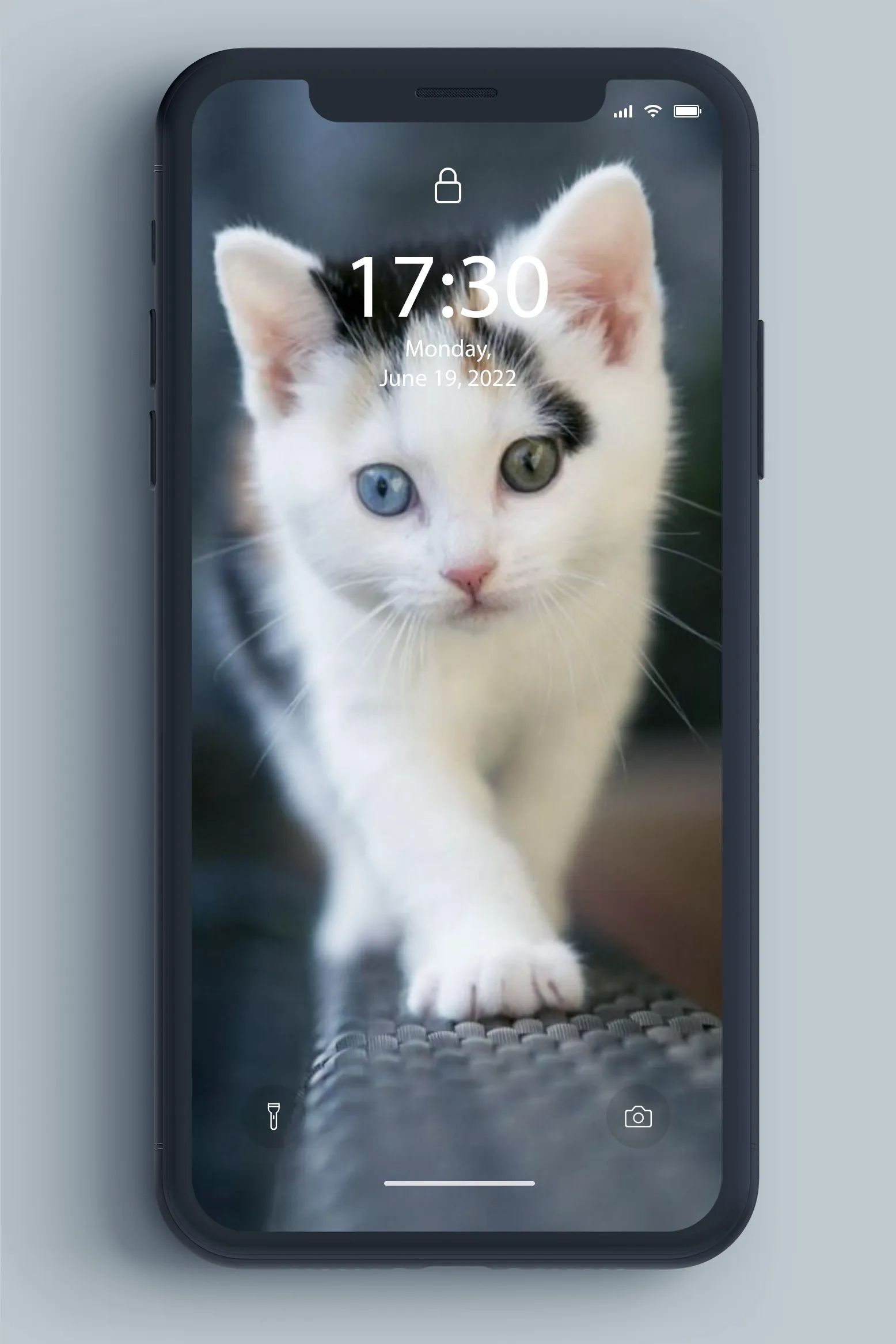 Kitten Wallpaper | Indus Appstore | Screenshot