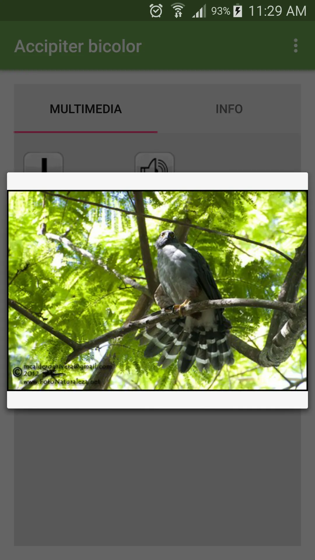 Aves de Costa Rica | Indus Appstore | Screenshot