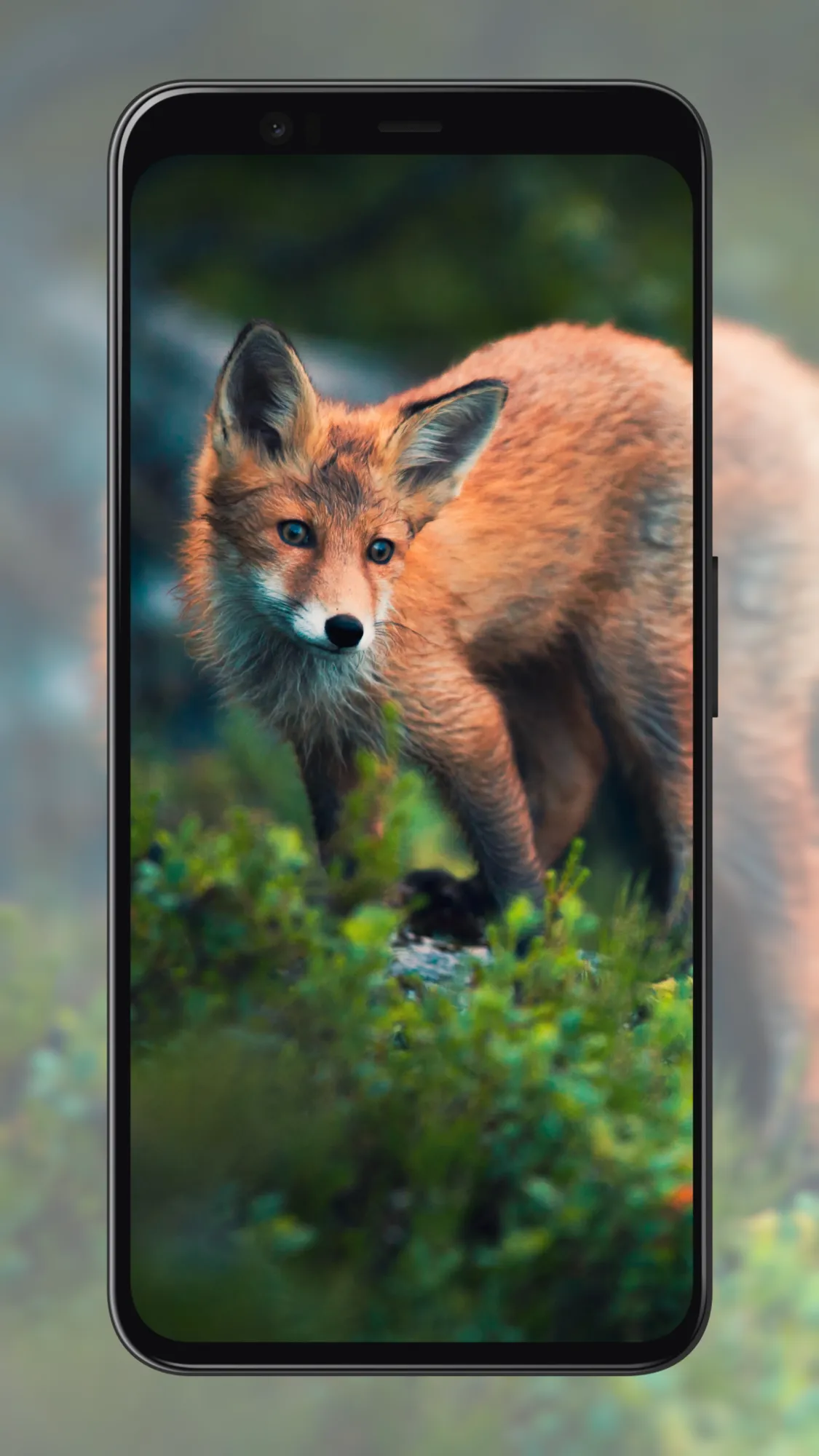 Fox Wallpapers | Indus Appstore | Screenshot