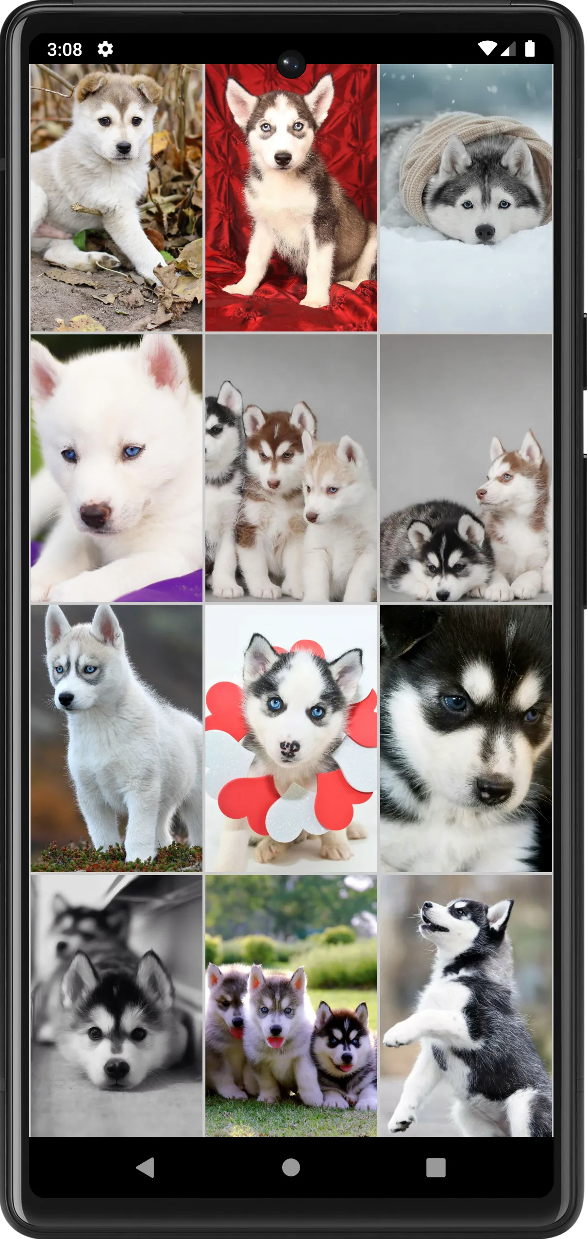 Husky Puppies Wallpapers | Indus Appstore | Screenshot