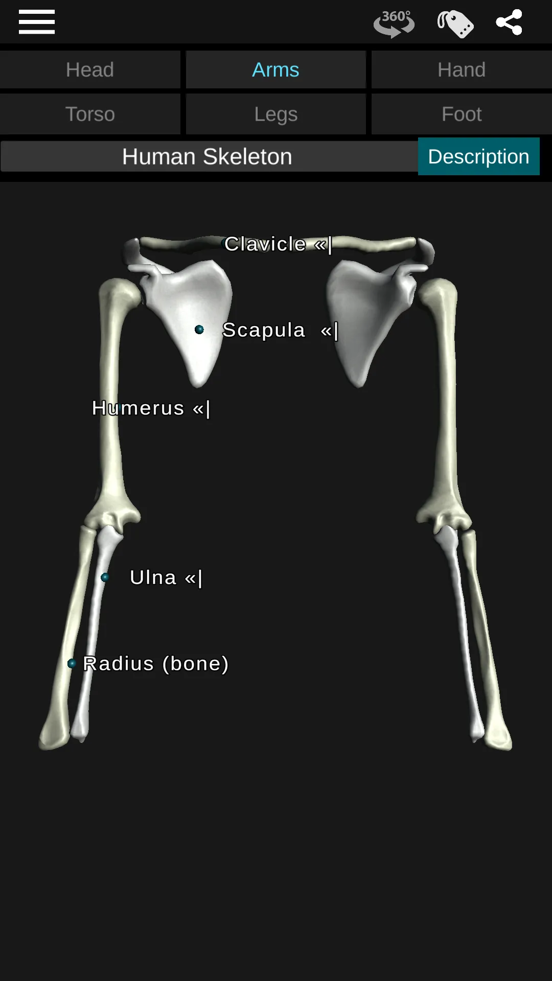 Osseous System in 3D (Anatomy) | Indus Appstore | Screenshot