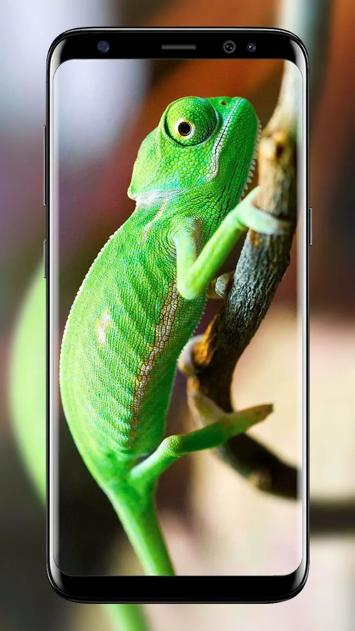 Chameleon wallpapers | Indus Appstore | Screenshot