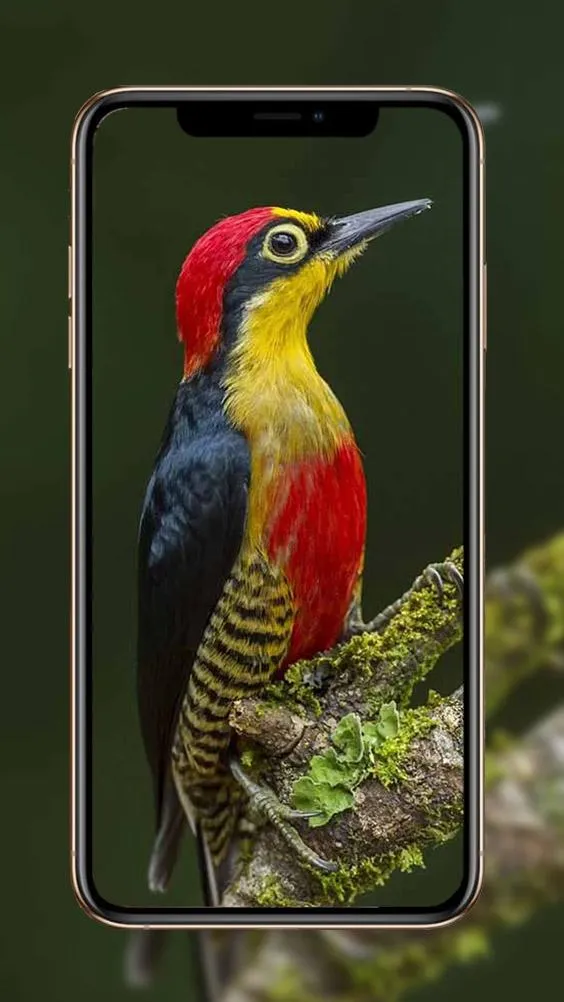 Birds Wallpaper | Indus Appstore | Screenshot