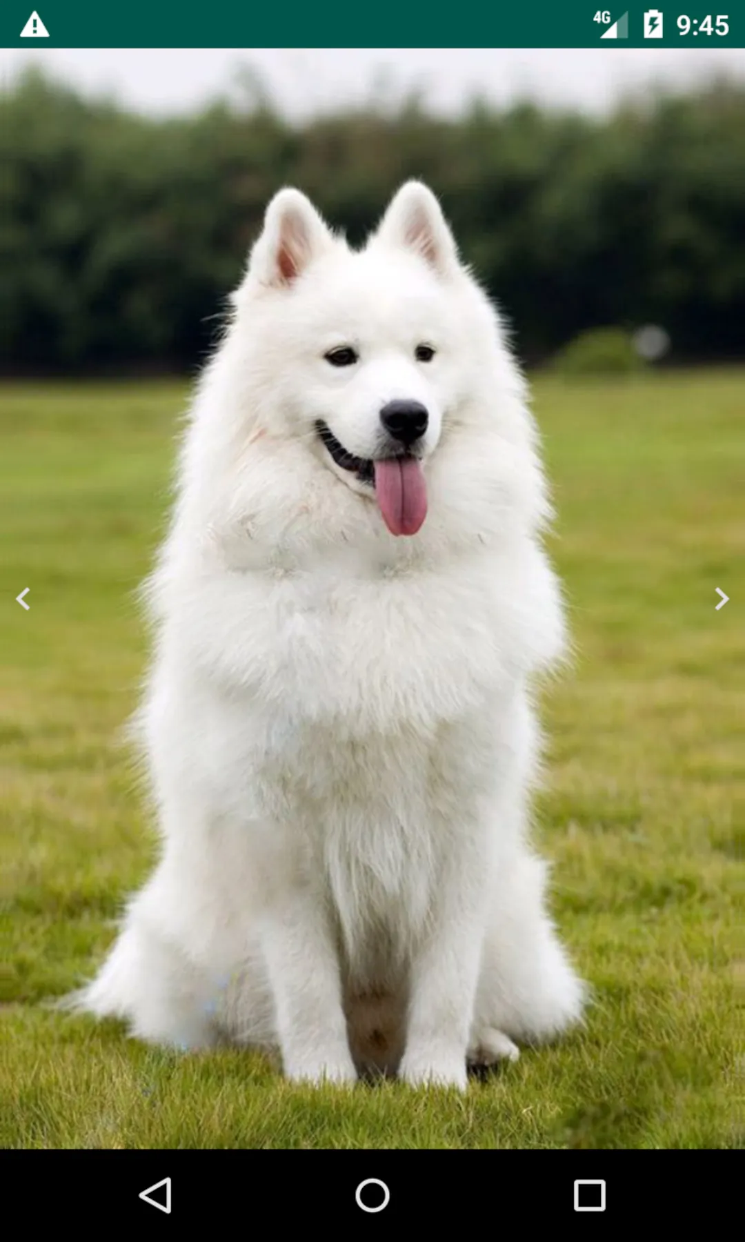 Cute Puppy | Indus Appstore | Screenshot