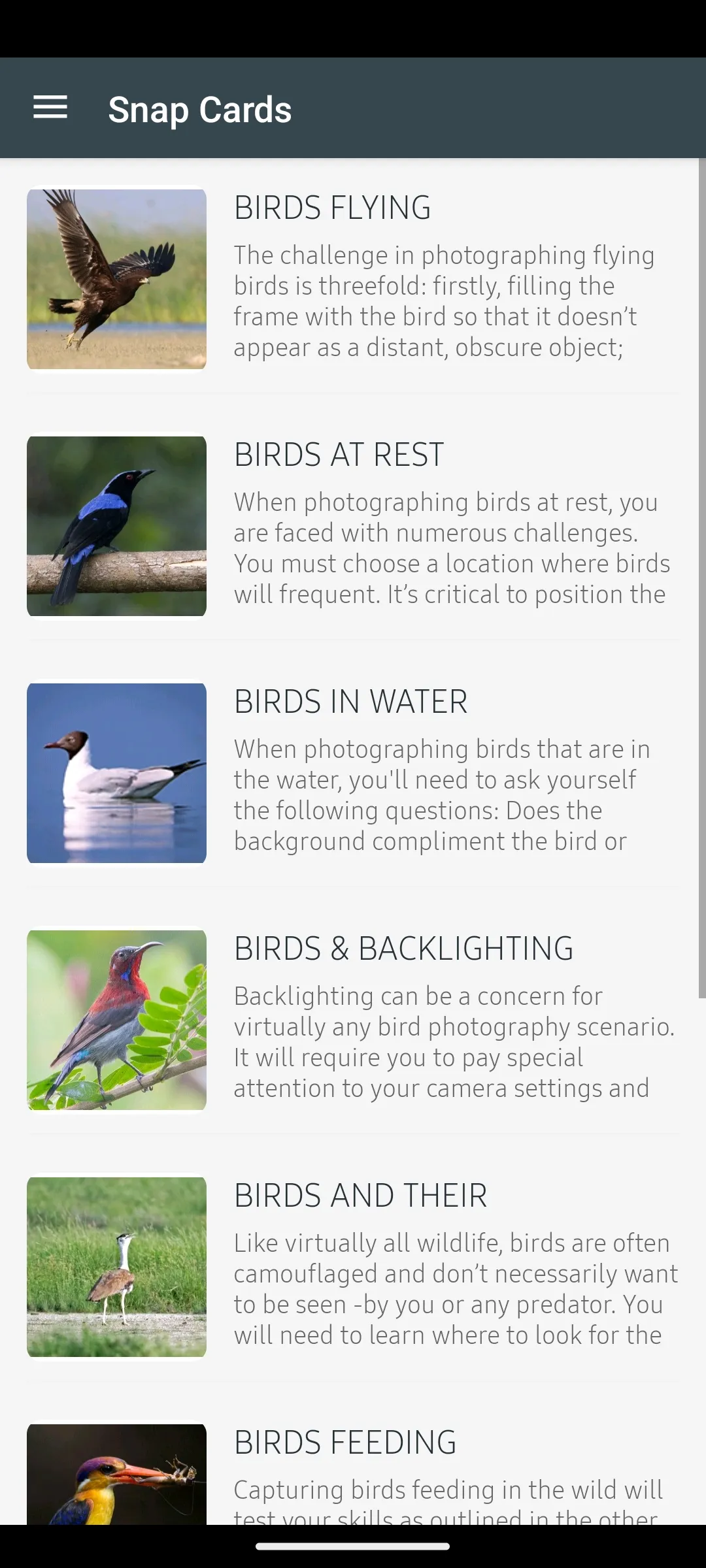 Indian Birds | Indus Appstore | Screenshot