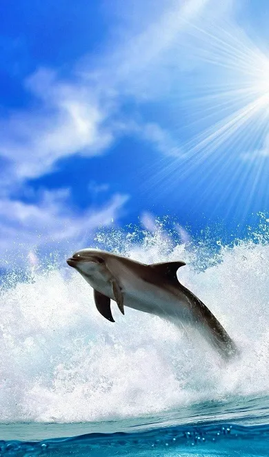 Dolphins Wallpapers | Indus Appstore | Screenshot