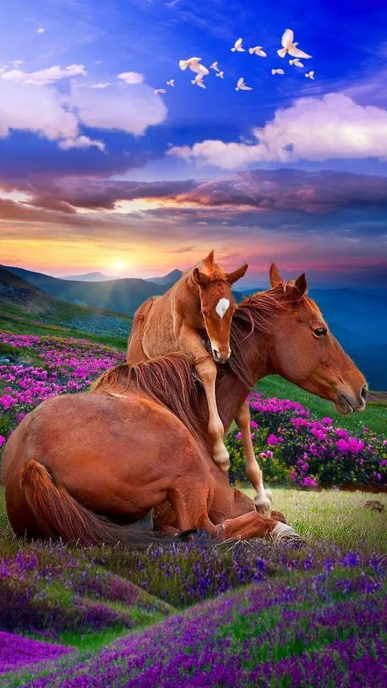 Horses Wallpapers | Indus Appstore | Screenshot