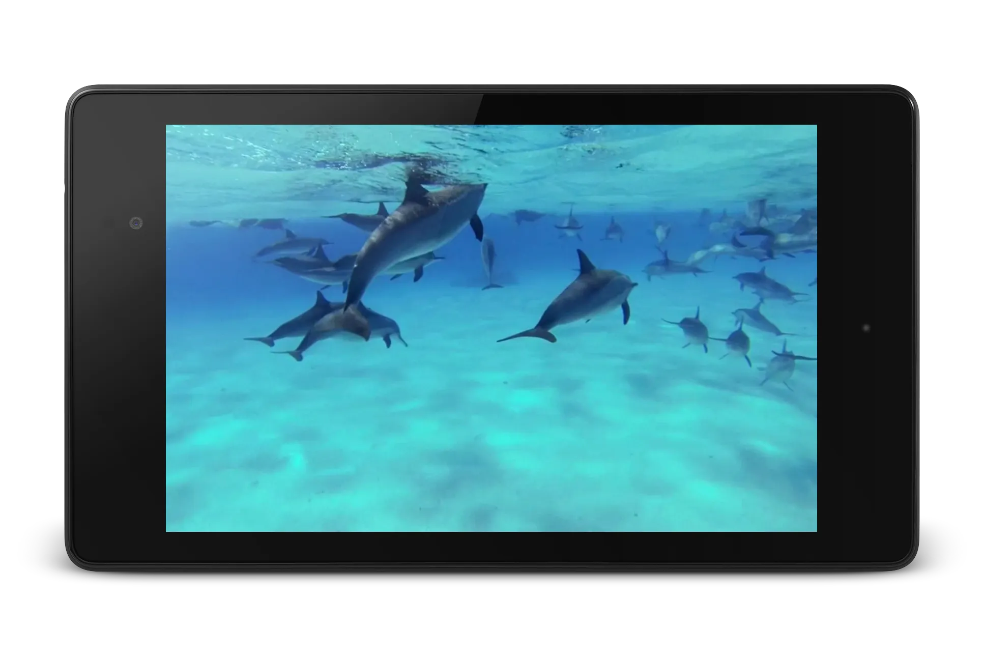 Dolphins +Sound Live Wallpaper | Indus Appstore | Screenshot