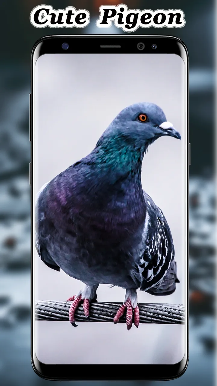 Cute Pigeon wallpaper | Indus Appstore | Screenshot