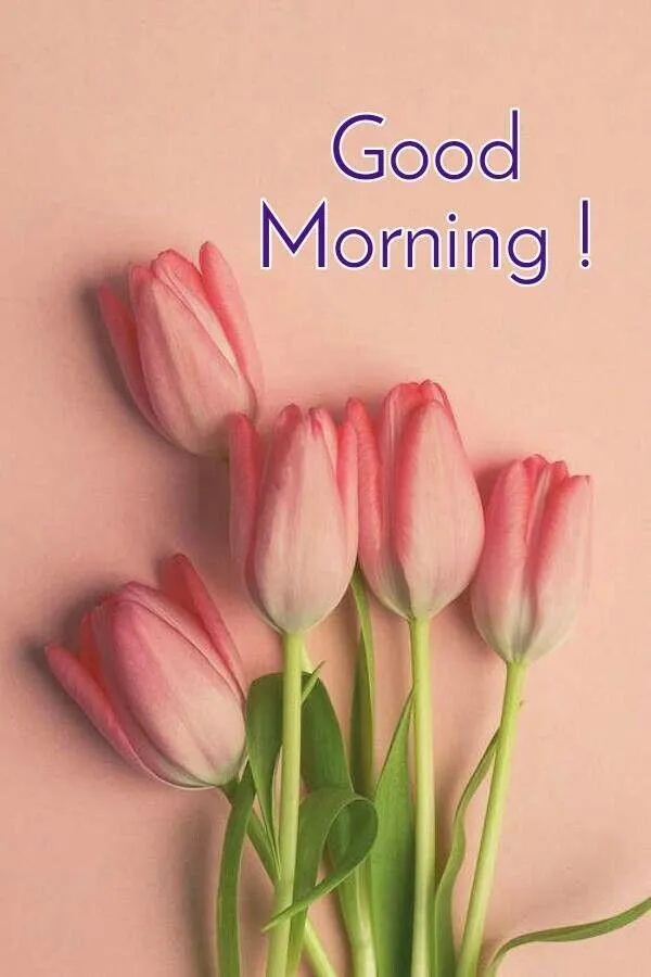 Good Morning & Flowers - Image | Indus Appstore | Screenshot