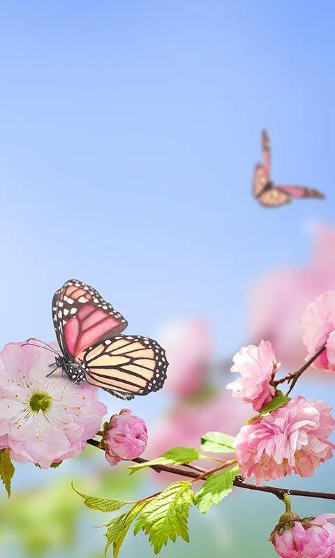 Spring Flowers Live Wallpaper | Indus Appstore | Screenshot