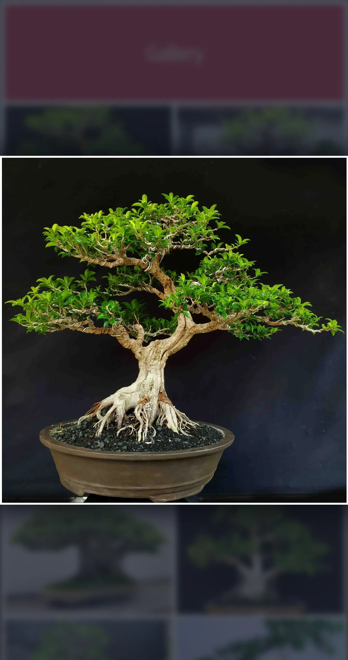 Bonsai Guide - Planting Techni | Indus Appstore | Screenshot