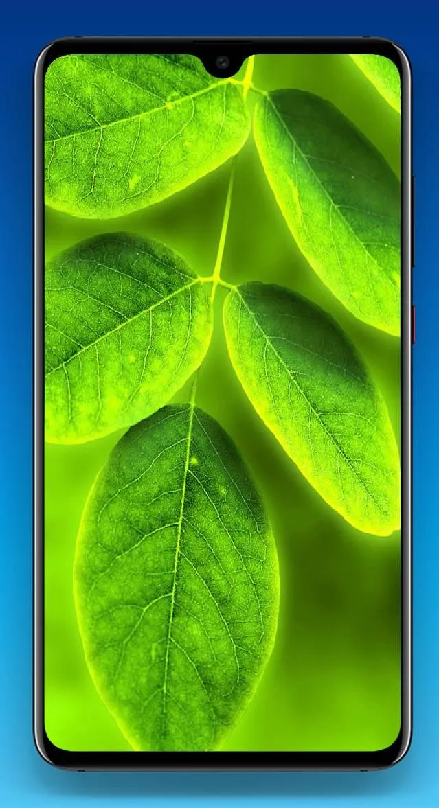 Leaf Wallpaper 4K | Indus Appstore | Screenshot