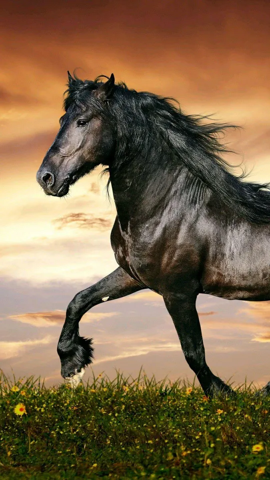 Horse Wallpapers | Indus Appstore | Screenshot