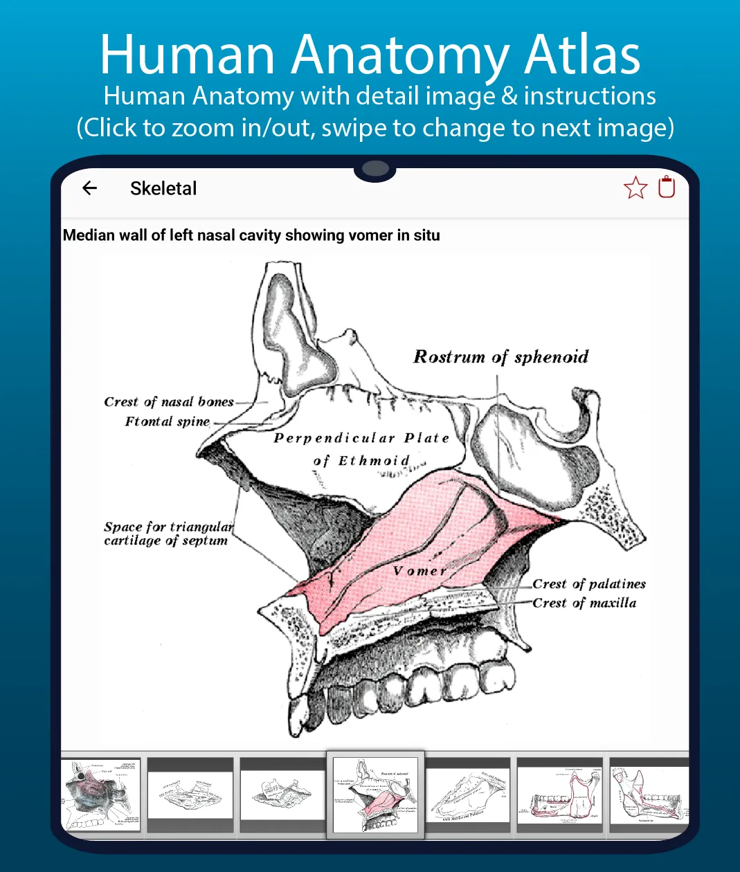 Human Anatomy Handbook | Indus Appstore | Screenshot