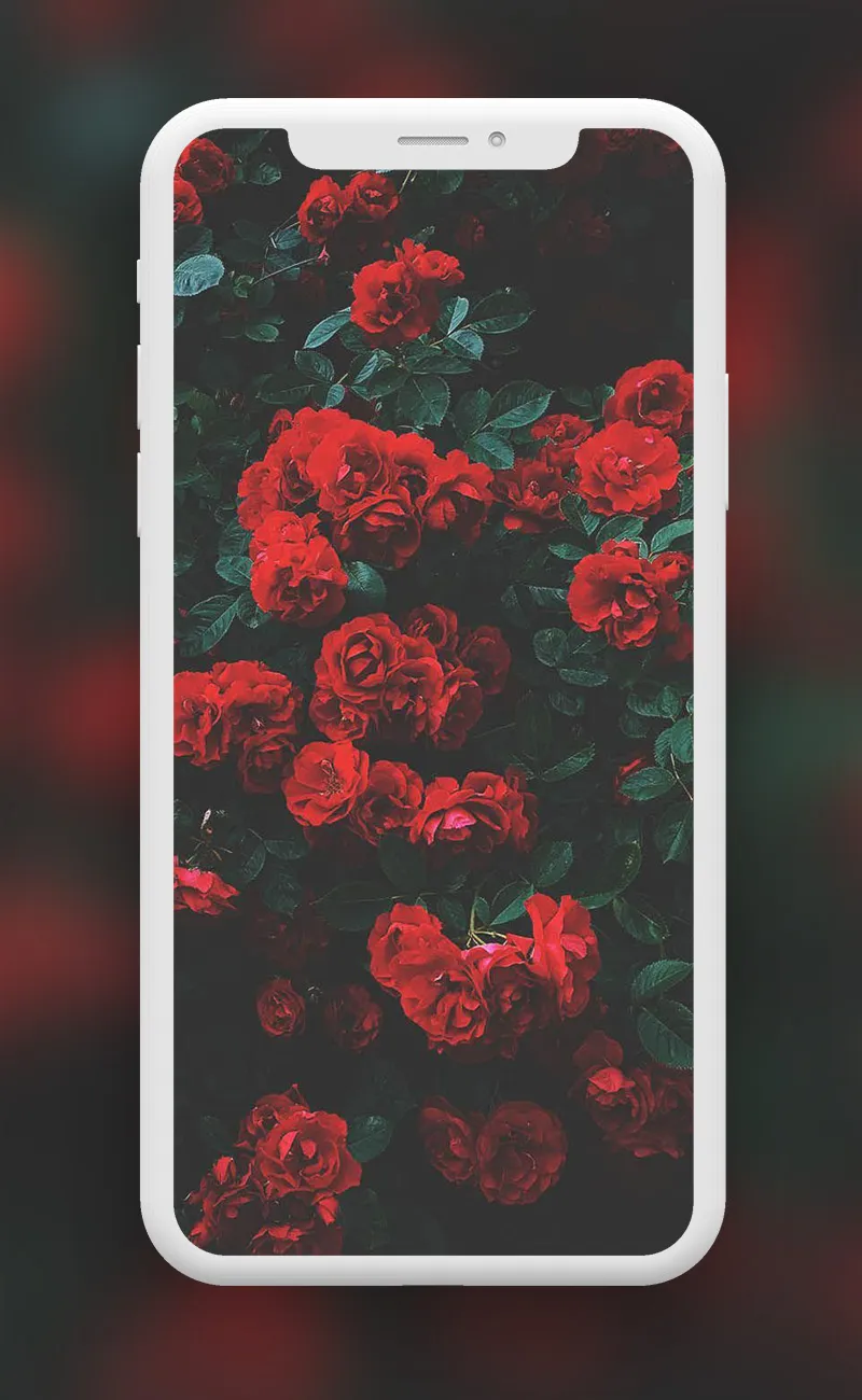 Flowers Wallpapers | Indus Appstore | Screenshot