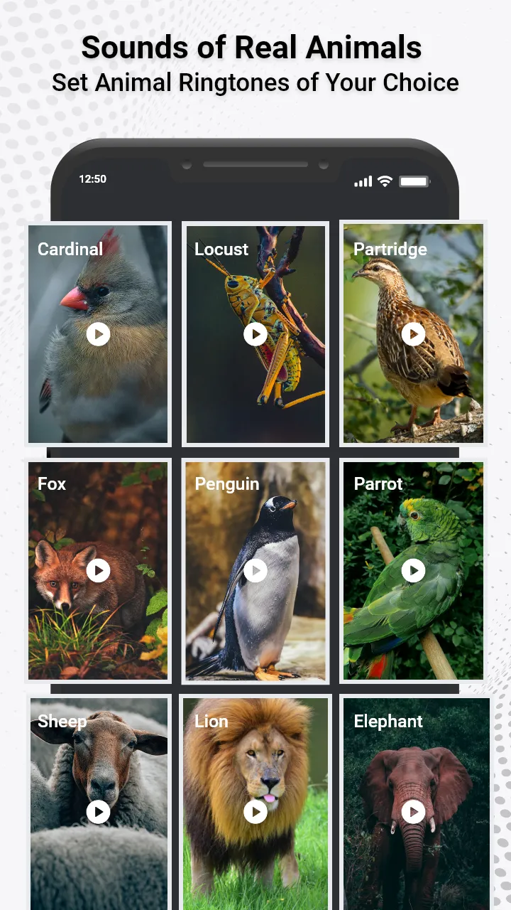 Animal Ringtones & Sounds | Indus Appstore | Screenshot