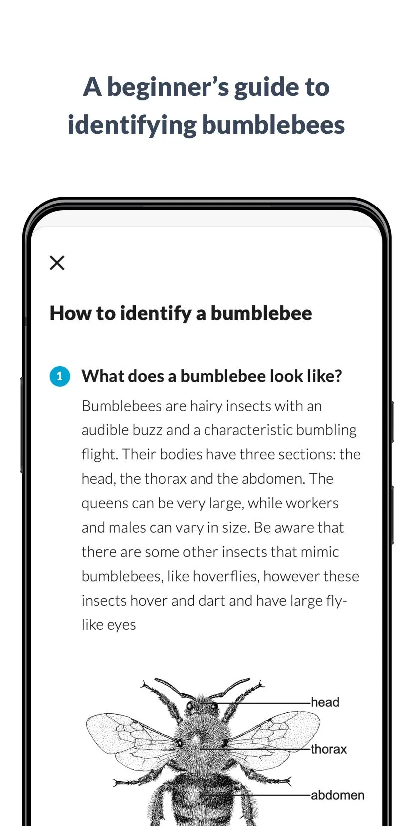 What’s that bumblebee | Indus Appstore | Screenshot