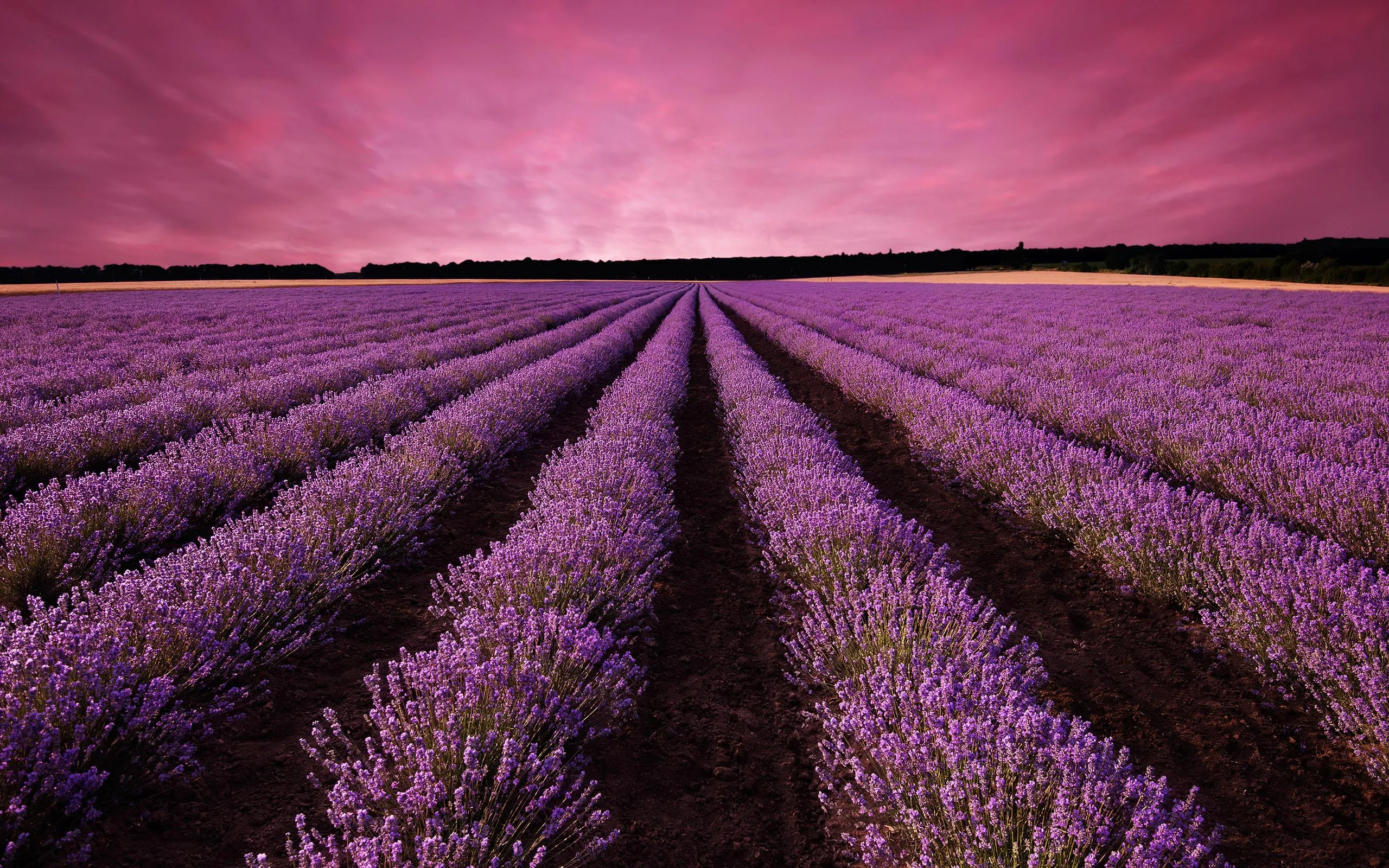 Lavender Live Wallpaper | Indus Appstore | Screenshot