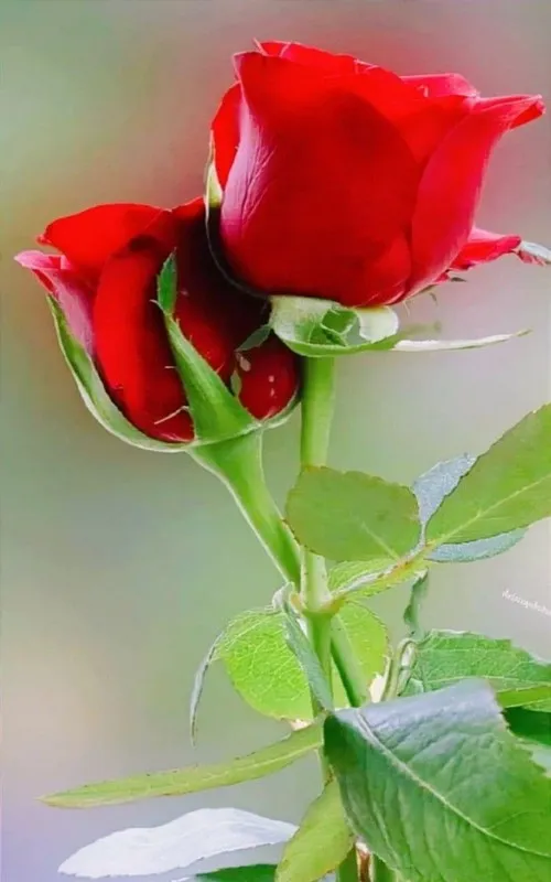 Roses And Flowers GIFs Images | Indus Appstore | Screenshot