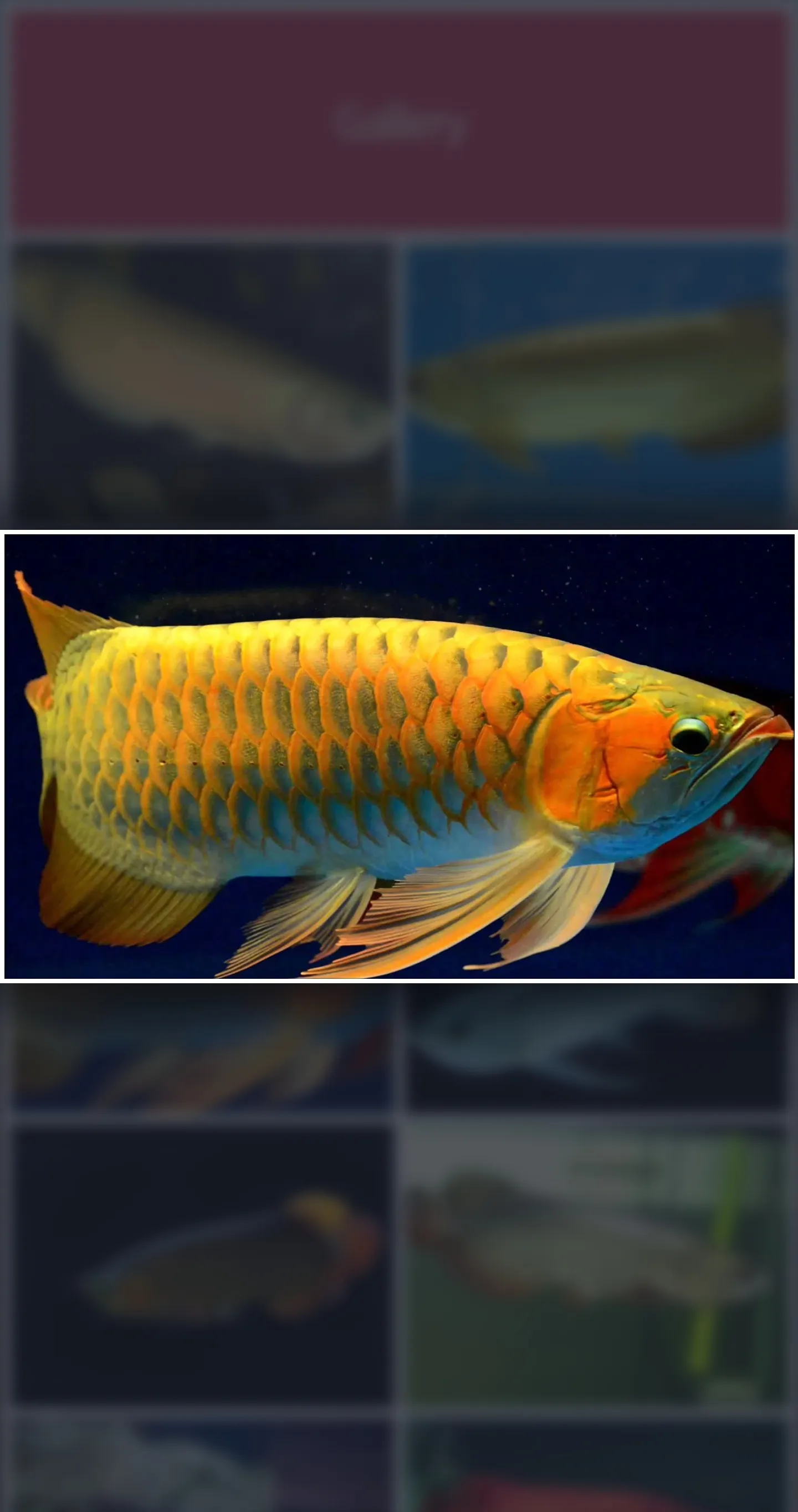 Arowana Fish - Care, Guide | Indus Appstore | Screenshot