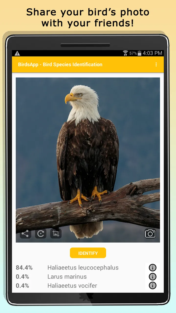 BirdsID - Identify Birds | Indus Appstore | Screenshot